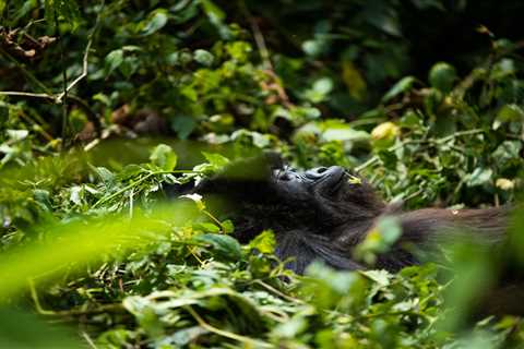 Top Accommodations for Gorilla Trekking in Africa