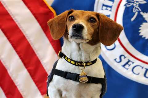 The ‘Beagle Brigade’ sniffs out trouble at America’s airports