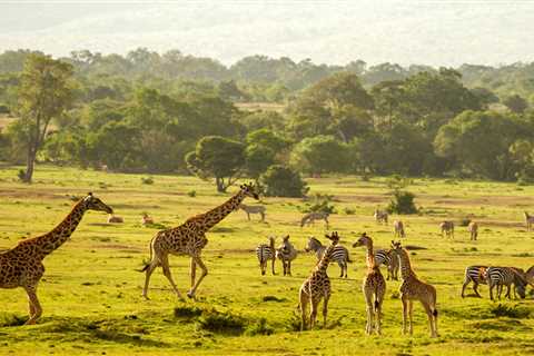 Up close and animal: Why walking safaris are so worthwhile