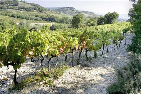 Why are vineyards always on hills?