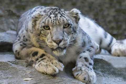 Differences between Snow Leopard and Leopard – DC – Ecology & Travel Group