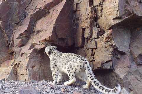 Altai Mountains Animals: From Snow Leopards To Cinereous Vultures