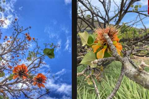 How did parasitic wasps save native Wiliwili trees in Hawai’i from edge of extinction?