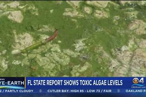 Eye on Earth: Ian runoff fueling toxic algae bloom along Florida coastal areas