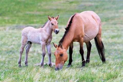 Private 3-Day Tour of National Parks From Ulaanbaatar - Mongolian Tours