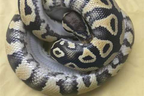 Live ball python turned in at Honolulu Zoo