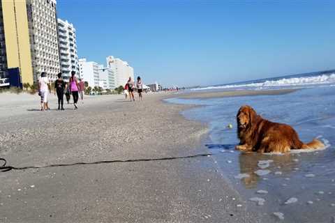 Are there any beaches in myrtle beach that are dog-friendly?