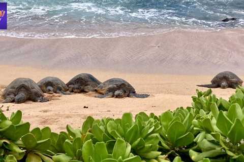 Hawaiʻi beachgoers can use smartphones to help researchers study endangered sea turtles