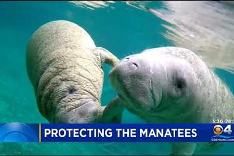 Wildlife Official Working To Protect Manatees During South Florida Cold Snap