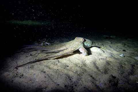 Night Diving in Cape Town, South Africa