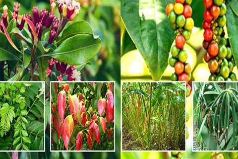 Exploring the Spice Plantations of Kerala