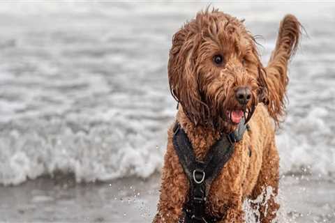 Dog Friendly Activities in Myrtle Beach