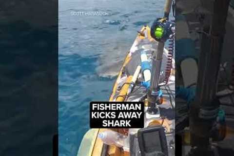 Video shows shark attack kayak off Hawaii shore