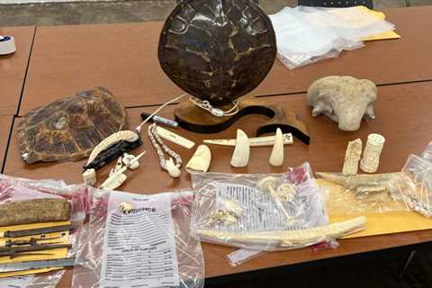 Maui Antique Freak shop raided for selling illegal ivory from whales, elephants, walrus