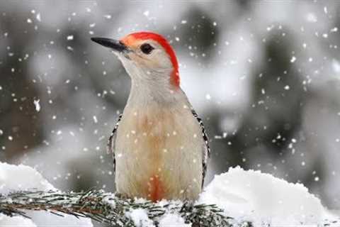 Peaceful Relaxing Instrumental Music, Nature Meditation Music Winter Song Birds by Tim Janis