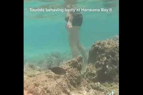 Tourists behaving badly at Hanauma Bay Hawaii