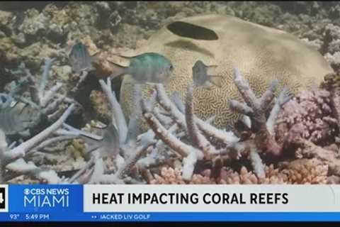 Unprecedented high water temps at Florida beaches dangerous to coral reefs