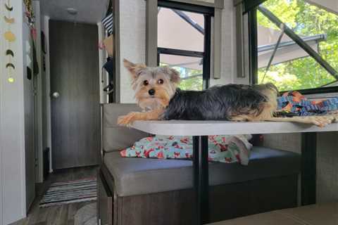 Keep Your Pets Safe: The Dangers Of Unattended Pets In RVs