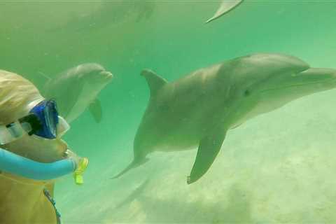 Swimming with Dolphins in Panama City Beach, Florida - An Unforgettable Experience