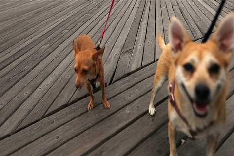 Does the boardwalk beach allow dogs?