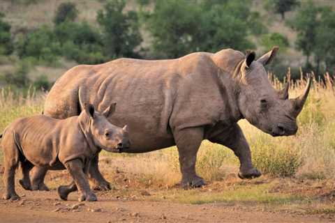 Family Friendly Wildlife Parks in Africa to Check Out in 2024