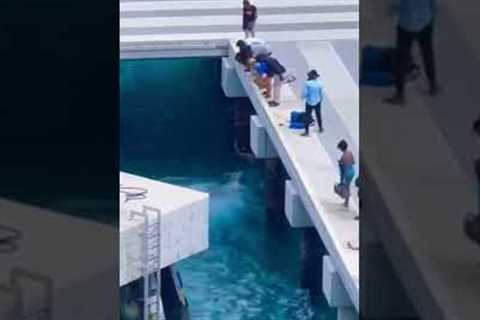 Man Falls off Cruise Ship!