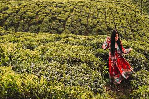 Exploring the Beauty of Kerala Tea Plantations