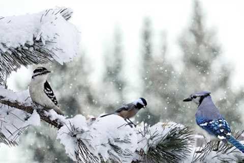 4K Winter Wonderland: Birds and Bird Sounds in Snowfall & Frozen Landscapes - Canadian..