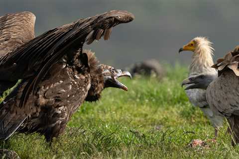 Protected: Second group of cinereous vultures released in the Rhodope Mountains
