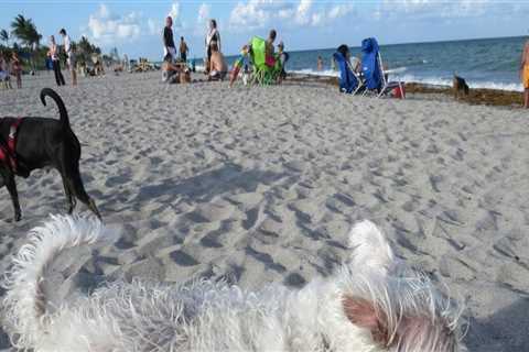 The Ultimate Guide to Bringing Your Pet to Vacation Rentals in Hollywood, FL