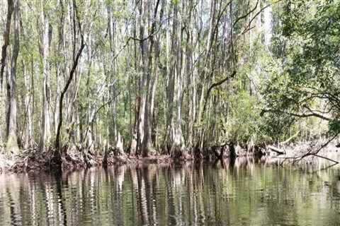 The Ultimate Guide to Bird Watching in Aiken County