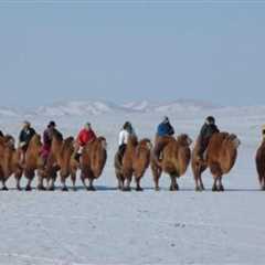 The Cultural and Social Significance of Mongolian Camel Racing