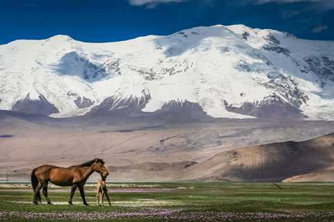 Trekking in Khustain nuruu national park - Discover Altai