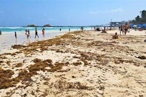 Playa Del Carmen To See 300 Tons Of Seaweed A Day In Upcoming Weeks, Say Officials
