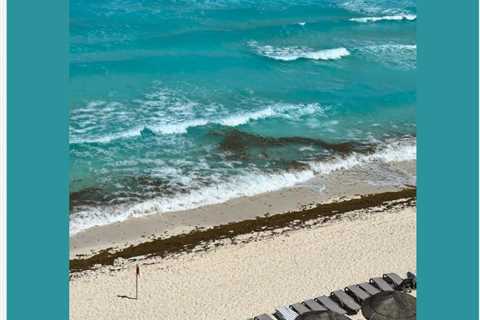 Will There No Longer Be Sargassum On The Beaches Of Cancun In 2024?