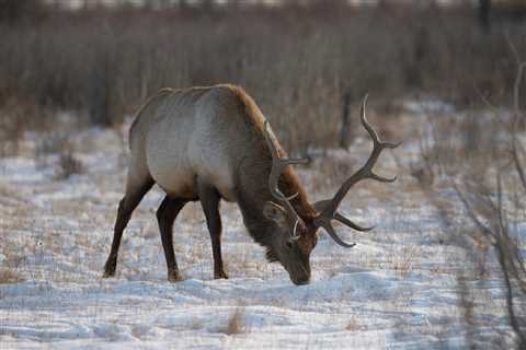 Mongolian Deer: Exploring the Wonders of Mongolia's Iconic Creatures