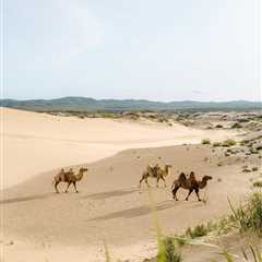 The Great Mongolian Desert: A Hidden Gem of Nature's Wonders