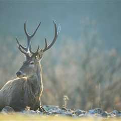 Deer releases continue to strengthen circle of life in the Rhodope Mountains