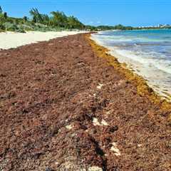 Playa Del Carmen Sees 1,000 Fewer Tons Of Seaweed But Forecast Is Not Optimistic