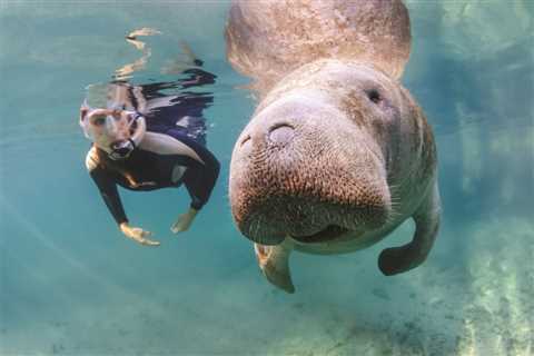 Do’s and Don’ts for Swimming With Manatees in Florida