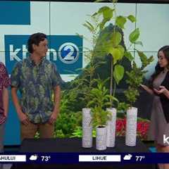 Enjoy a ''Ohana Day at Hawaiian Mission Houses