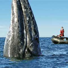 Wildlife Encounters: What You Might See on a Responsible Jet Ski Tour