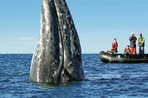 Wildlife Encounters: What You Might See on a Responsible Jet Ski Tour