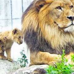 Lion Dad Earth vs. Fearless Triplets: Tail-Chasing Chaos🦁😂