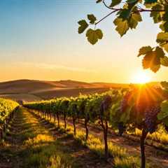 Vineyards of San Miguel de Allende: Mastering Winemaking